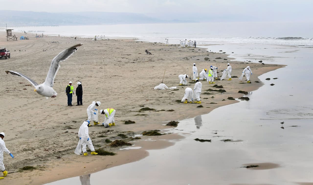 <b>Animales afectados por el mar contaminado con petróleo </b>
<br>
<br>Un derrame de más de 3,000 barriles de petróleo se extendió varias millas frente a la costa sur de 
<a href="https://www.univision.com/temas/california">California</a> a principios de octubre. El incidente dejó animales muertos en la orilla de la playa y las autoridades estiman que los daños representan una de las 
<a href="https://www.univision.com/noticias/medio-ambiente/derrame-petroleo-en-california-huntington-y-newport-beach"><u>amenazas ambientales más graves en la historia de California</u></a>.
