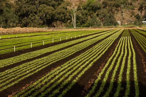Disponible programa de asistencia financiera para productores agrícolas y ganaderos