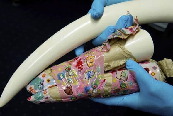 Un agente de aduanas muestra varios colmillos de marfil incautados en Alemania.