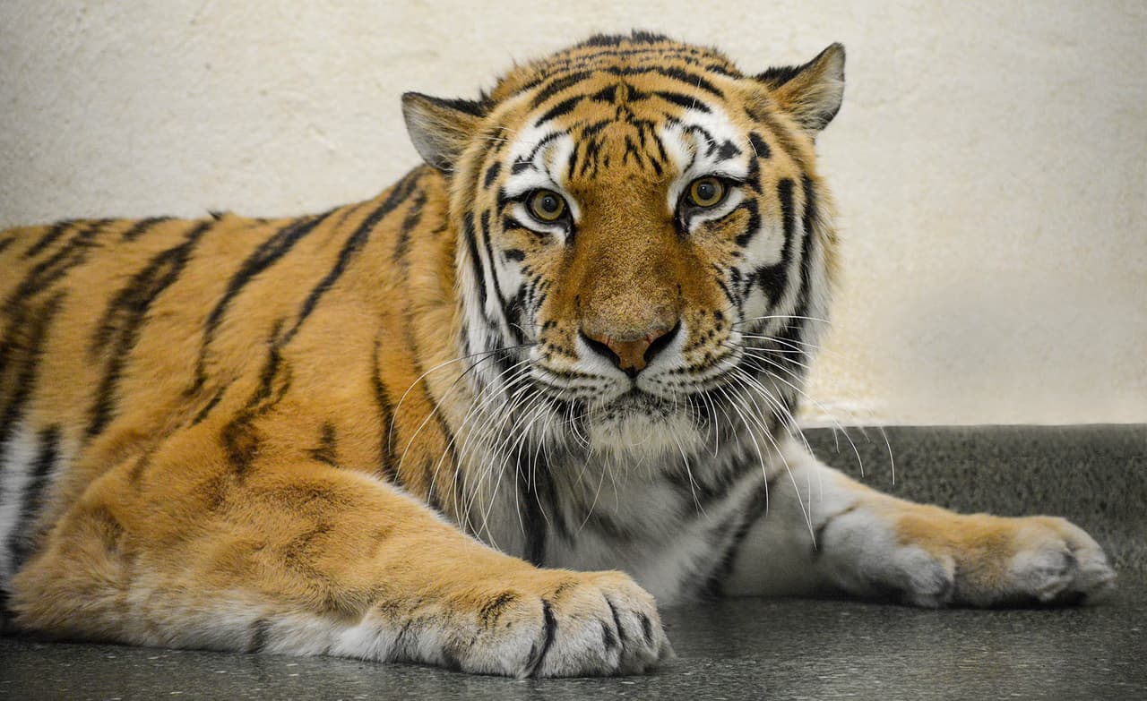 Un tigre Amur de 11 años en el zoológico Brookfield dio positivo por Covid-19. Malena comenzó a mostrar alguna evidencia de enfermedad respiratoria leve a fines de la semana pasada, que incluyen letargo, tos y estornudos, que son síntomas consistentes con lo que otros zoológicos han visto en grandes felinos con Covid-19.