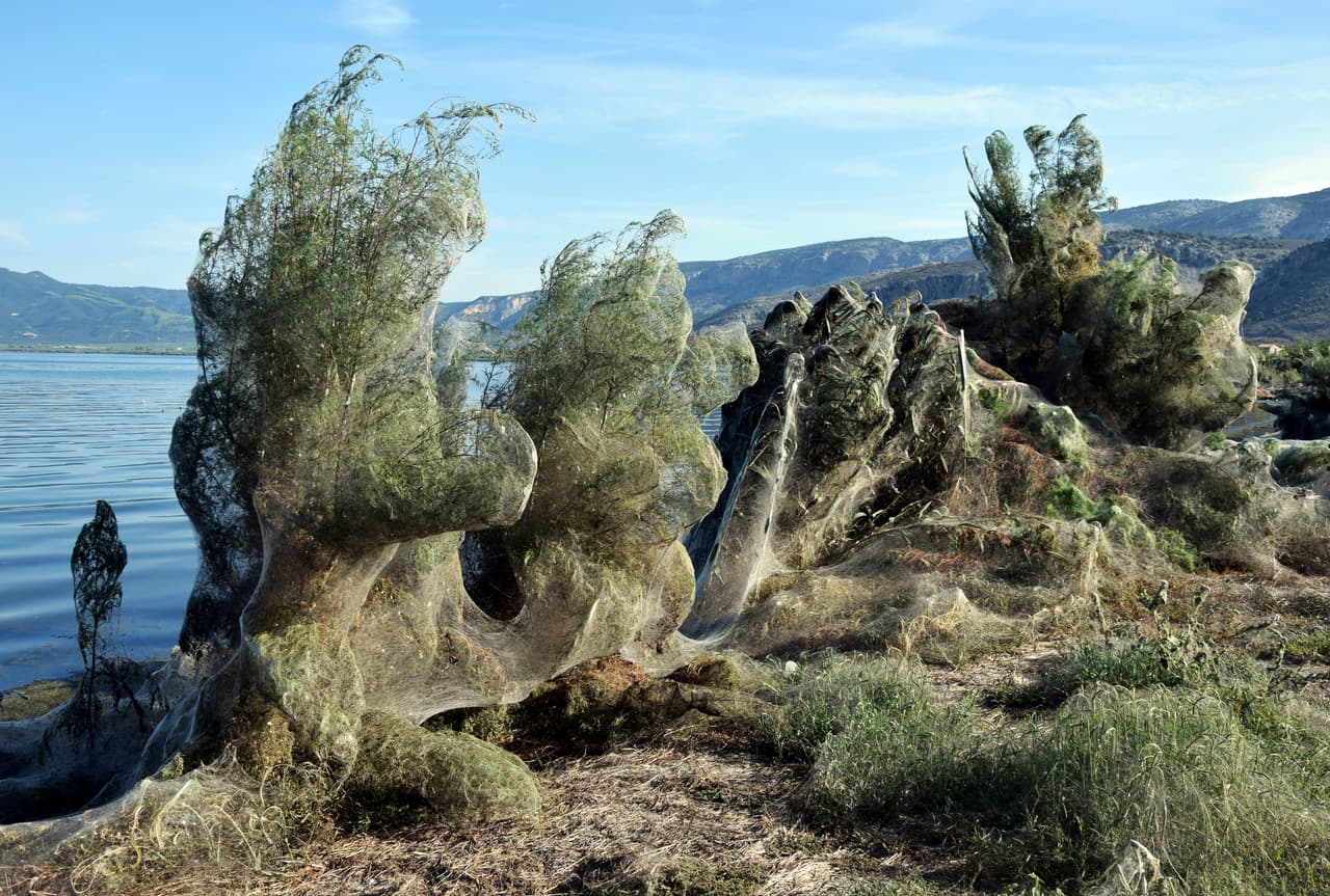 Estas arañas no son peligrosas para los humanos ni causan daño a la vegetación.