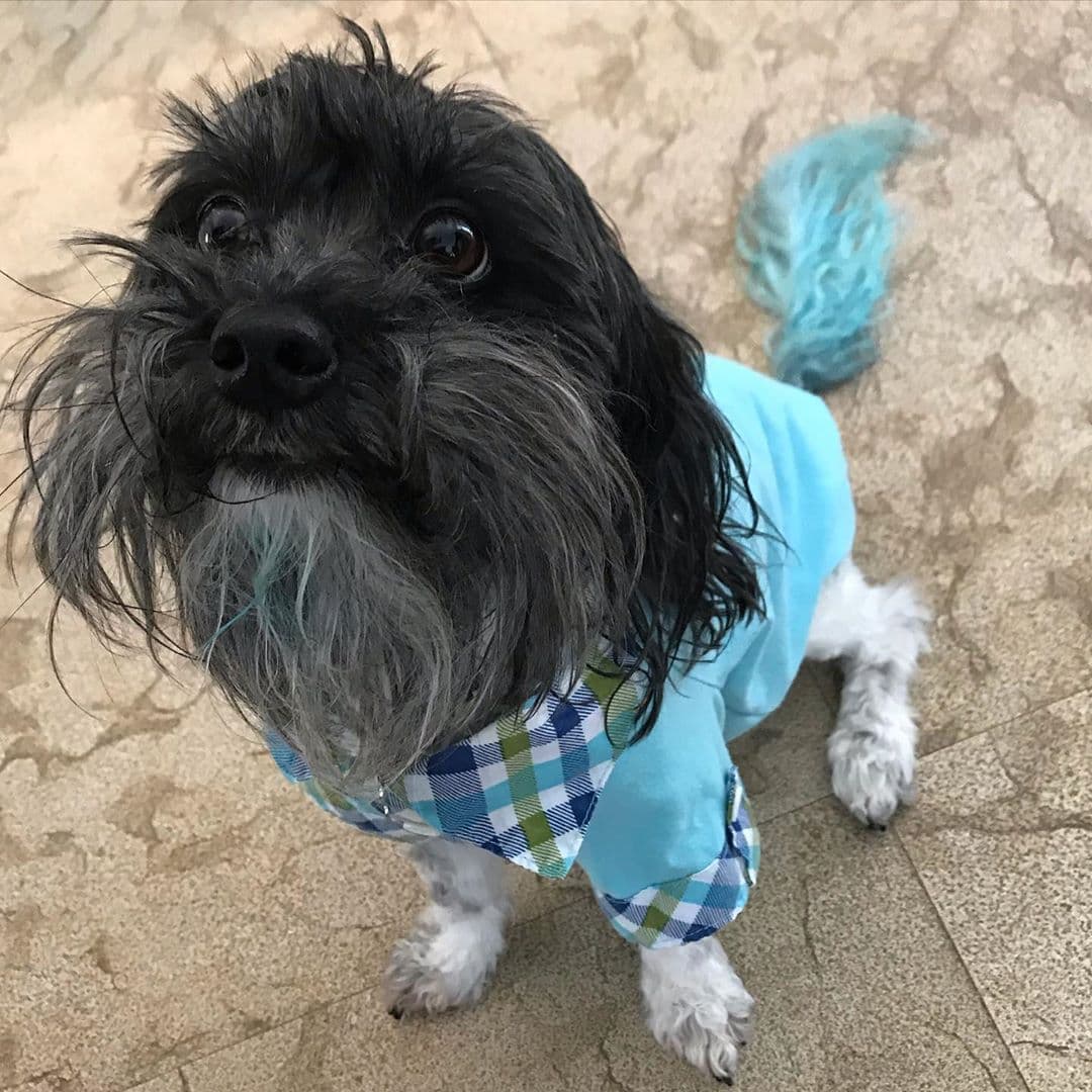 Así de guapo quedó con su colita pintada de azul y combina muy bien con su traje.