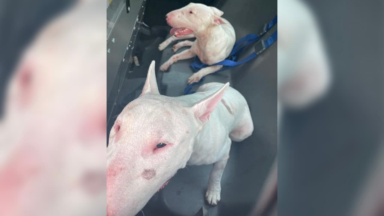 El incidente se registró en una casa en la cuadra 
<a href="https://www.google.com/maps/place/22210+Moss+Falls+Ln,+Spring,+TX+77373/@30.1400918,-95.4626479,9.94z/data=!4m5!3m4!1s0x8640b4da2cb0e1c7:0x65117cc13579a816!8m2!3d30.036162!4d-95.346474" target="_blank">22210 de la Moss Falls Ln</a>, en el área de Spring, al norte de Houston.