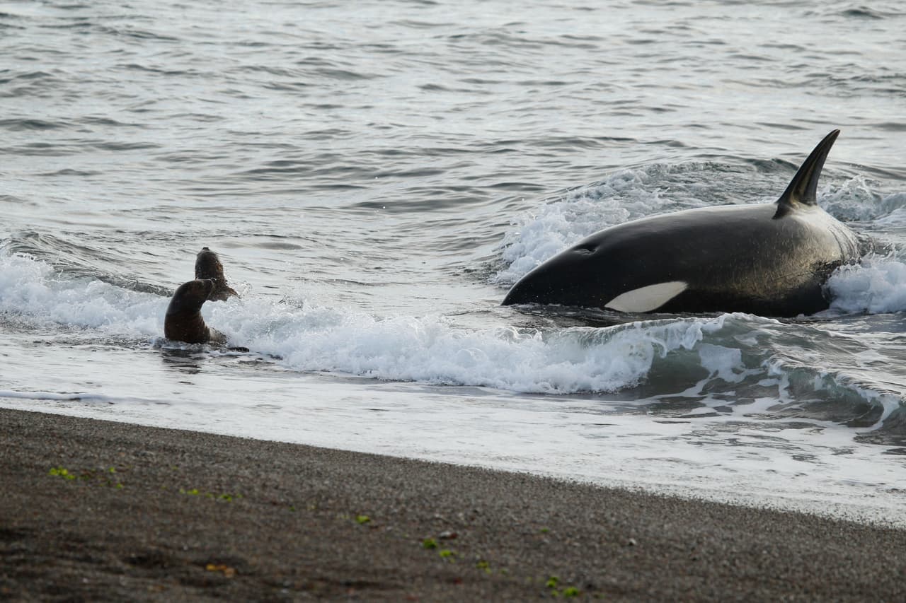 Las orcas son conocidas por su patrón de color blanco y negro pero se han visto algunos ejemplares en Antártida con color gris en vez de negro. Las diferencias sutiles de sus patrones y en la formas de sus aletas, junto a marcas como cicatrices, son utilizadas por los investigadores para identificar a cada individuo.