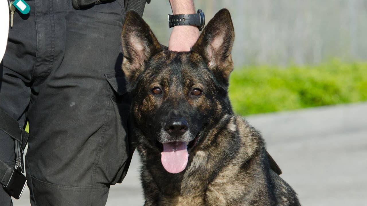 Héroes de cuatro patas: así es la vida de los perros que detectan peligros y resuelven crímenes