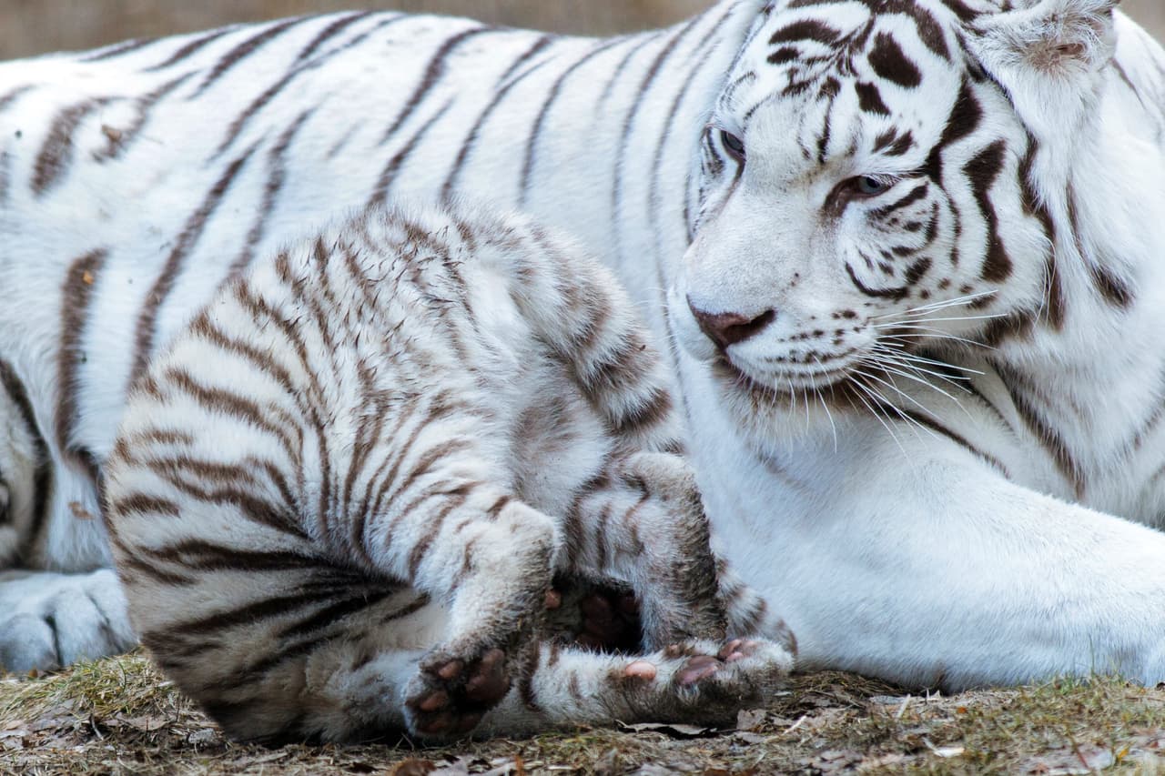 El zoológico se encuentra a 3,300 millas desde Moscú, pero eso no impide que muchos quieran documentar la existencia de los cachorros de tigre.