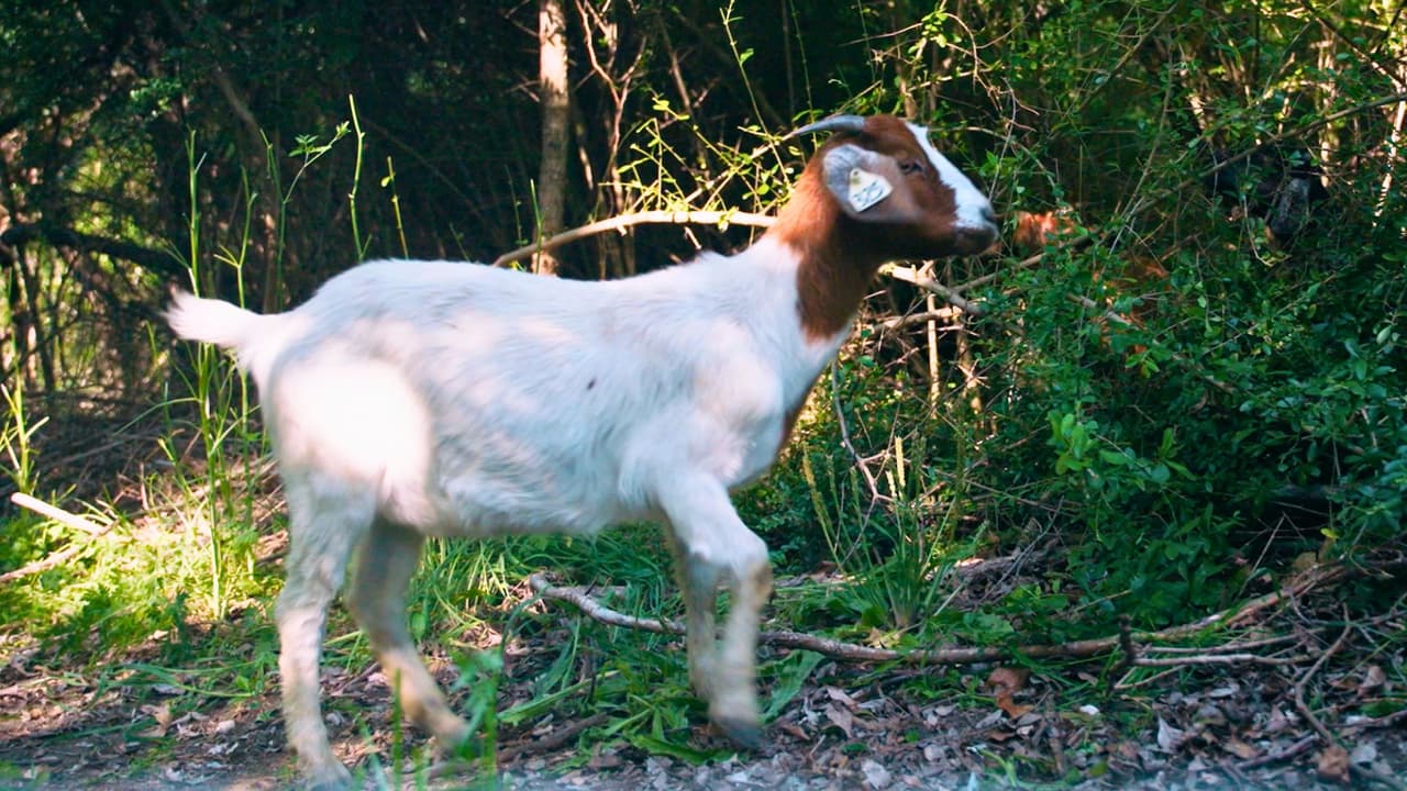En Dallas, una cabra ayuda a eliminar la maleza como parte de un plan de conservación ecológica.