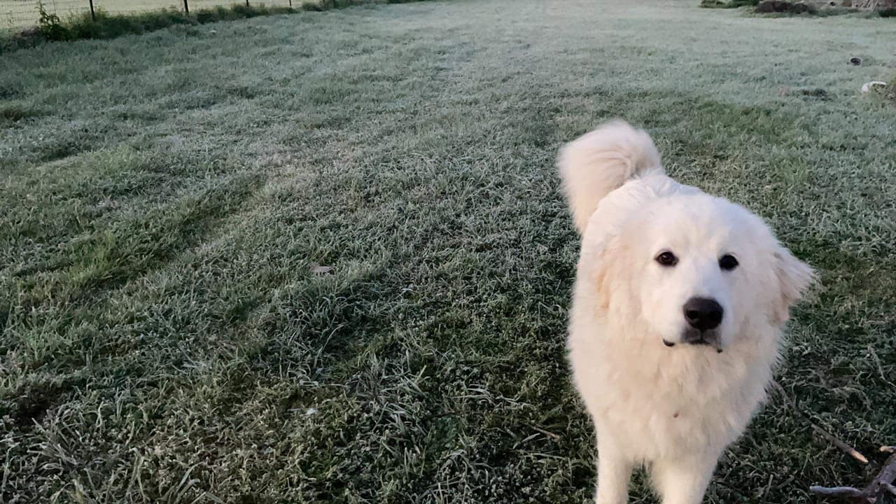 Las mascotas también disfrutaron del panorama en el área de Denton.
<br>