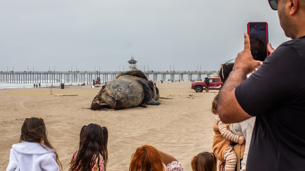 El entierro del cuerpo se llevó a cabo el domingo por la mañana con autorización de la NOAA, y fue realizado por el Departamento de Obras Públicas de Huntington Beach.