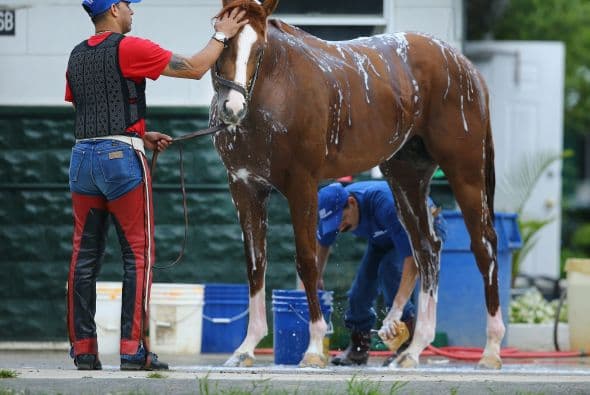California Chrome es frío, relajado, suave.