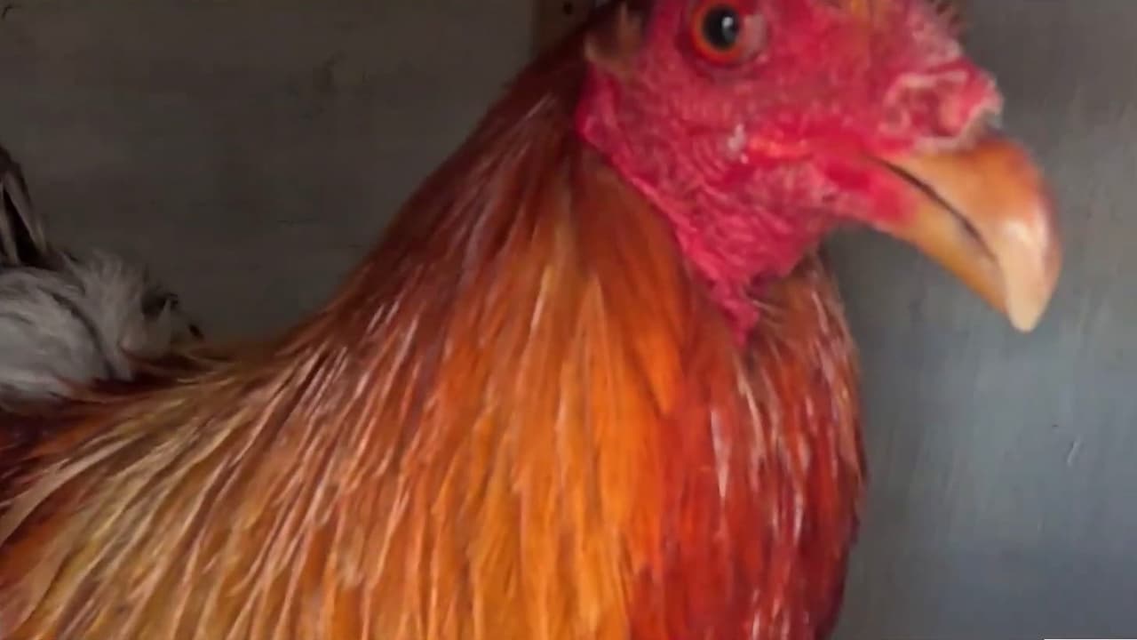 Caen peleas de gallos con armas y apuestas en Maricopa County: 157 animales y ocho detenidos