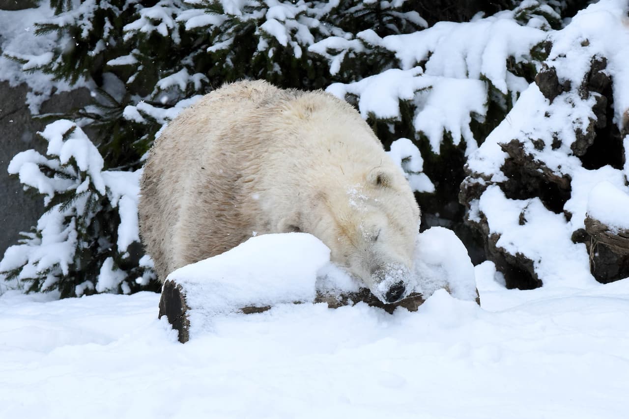 Esta mañana la osa Nan, de 21 años de edad, fue captada jugando con la nieve.