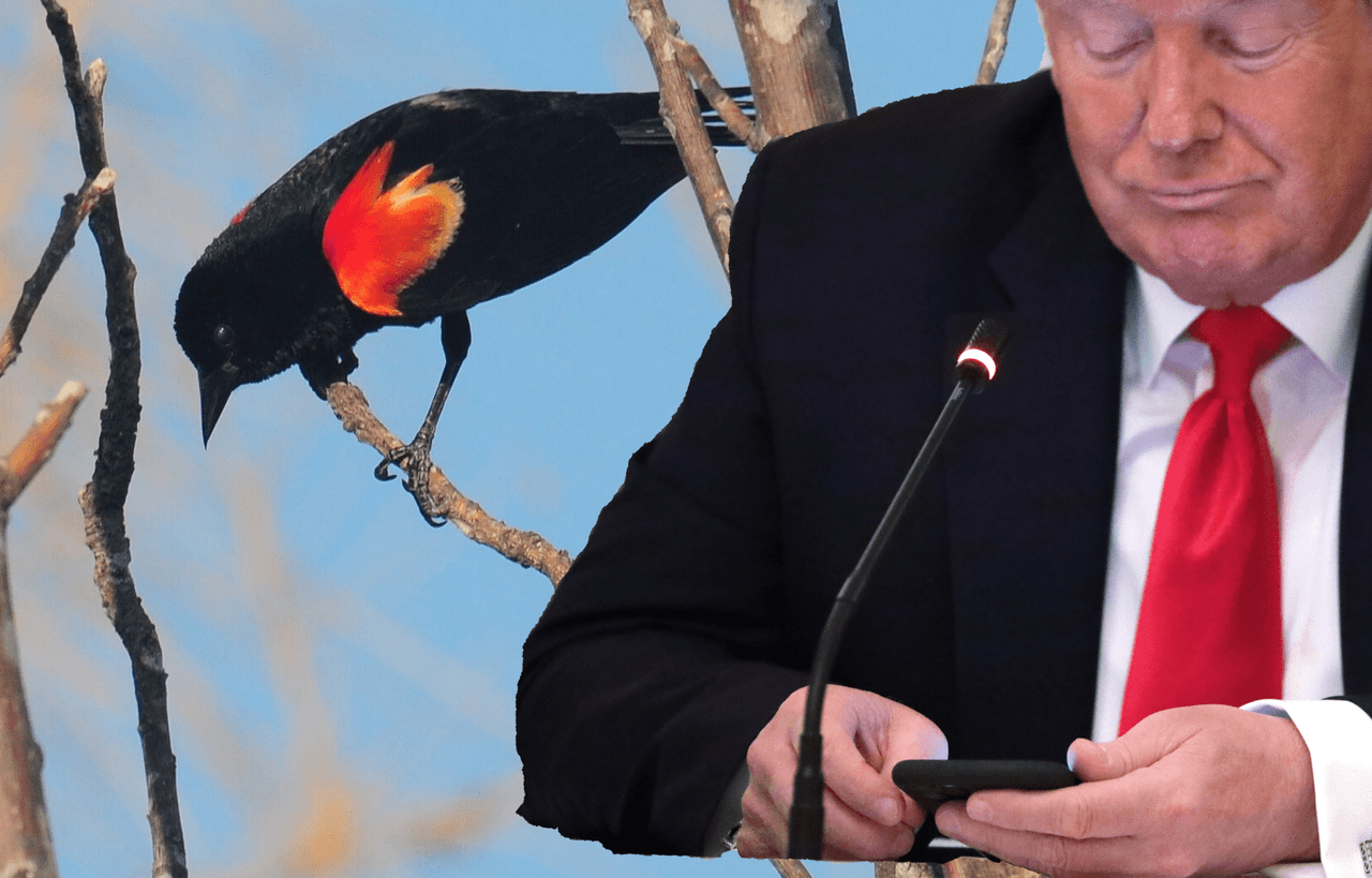 Condado de Texas desafía la construcción del muro de Trump por defender un santuario de aves