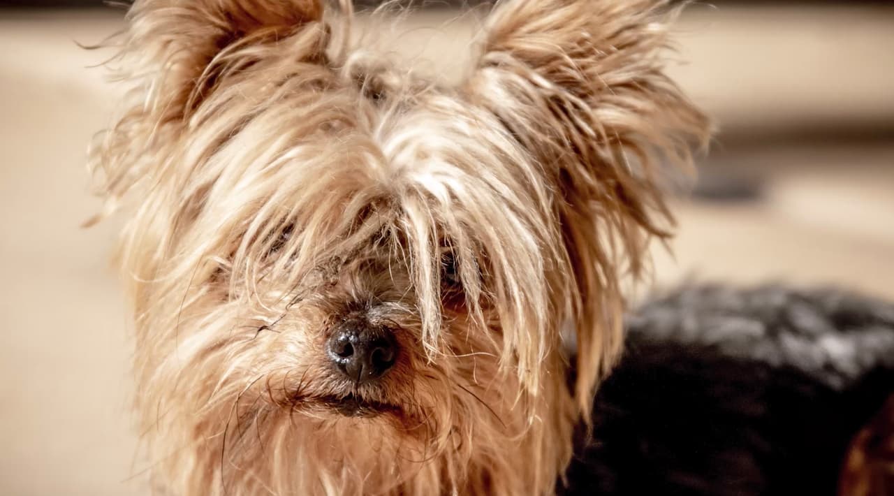 El dueño de Yorkshire Terrier hizo el reporte a las autoridades.