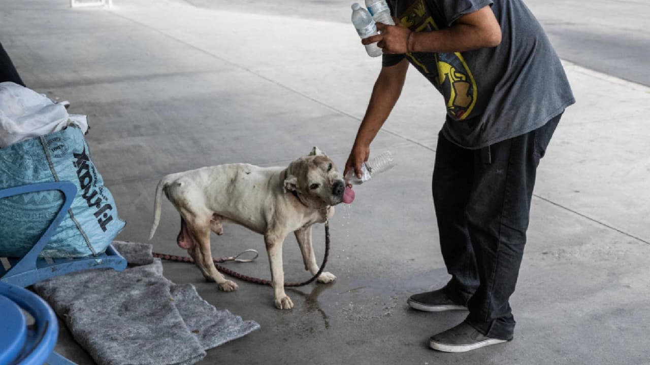 Ordenanza prohíbe atar perros durante el calor excesivo