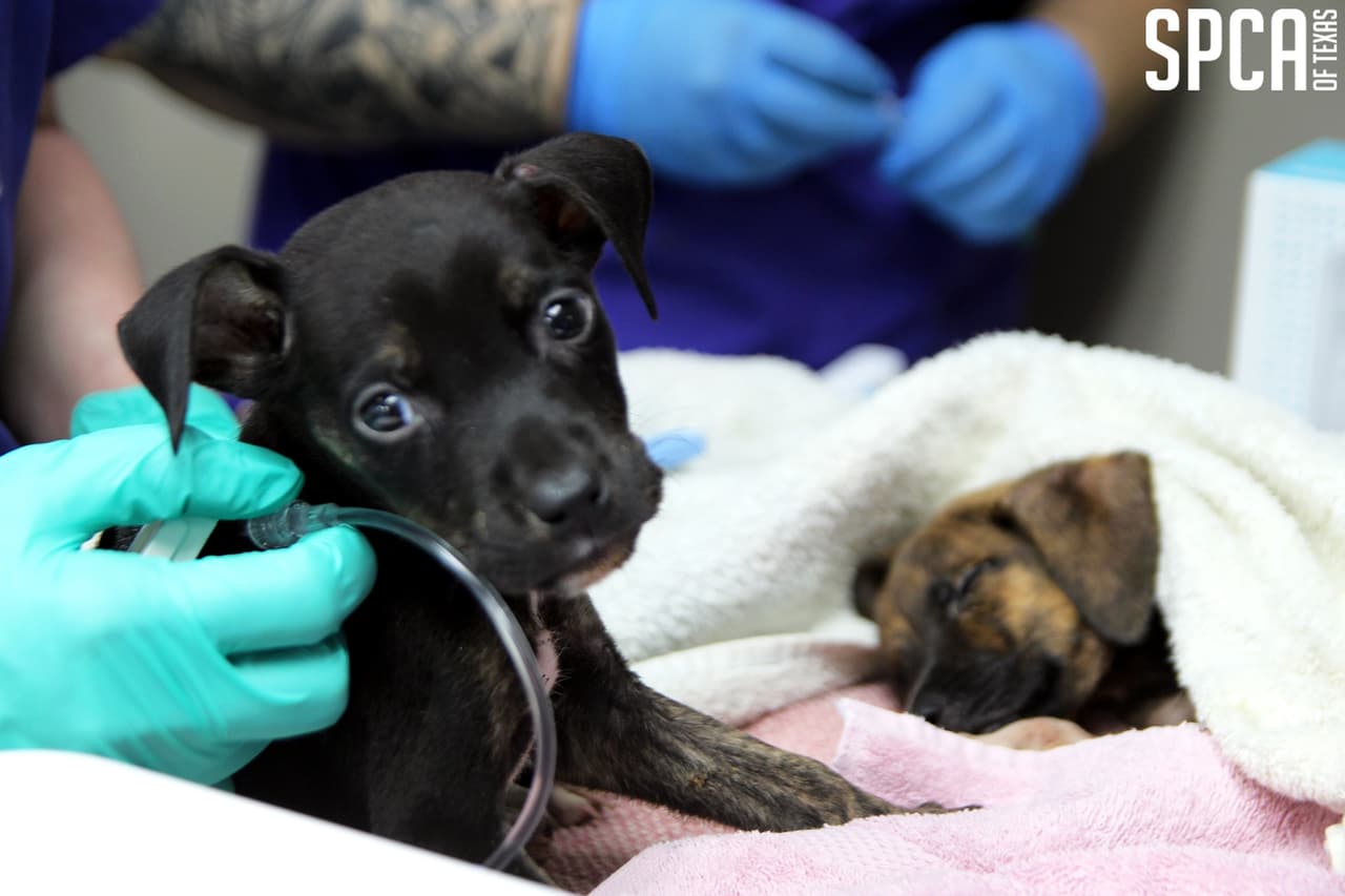 SPCA se apoderó de los animales para inmediatamente darles atención veterinaria de emergencia, según indicó SPCA en su página Facebook.
<br>