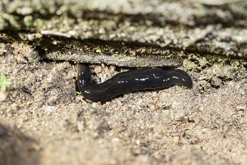 En 2015, se confirmó la presencia del gusano de Nueva Guinea en Miami, Florida.