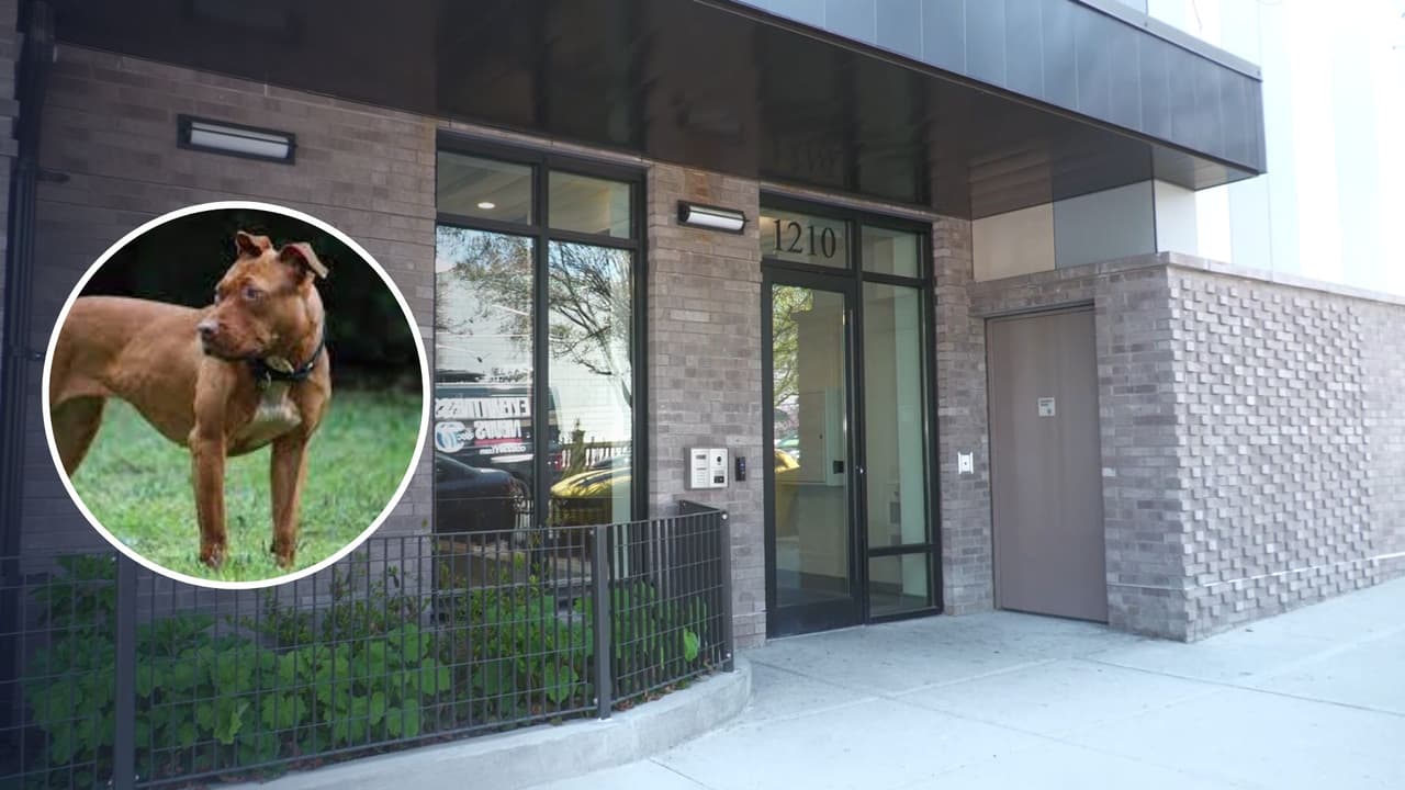 Hombre muere tras ser atacado por su propio perro en el Bronx