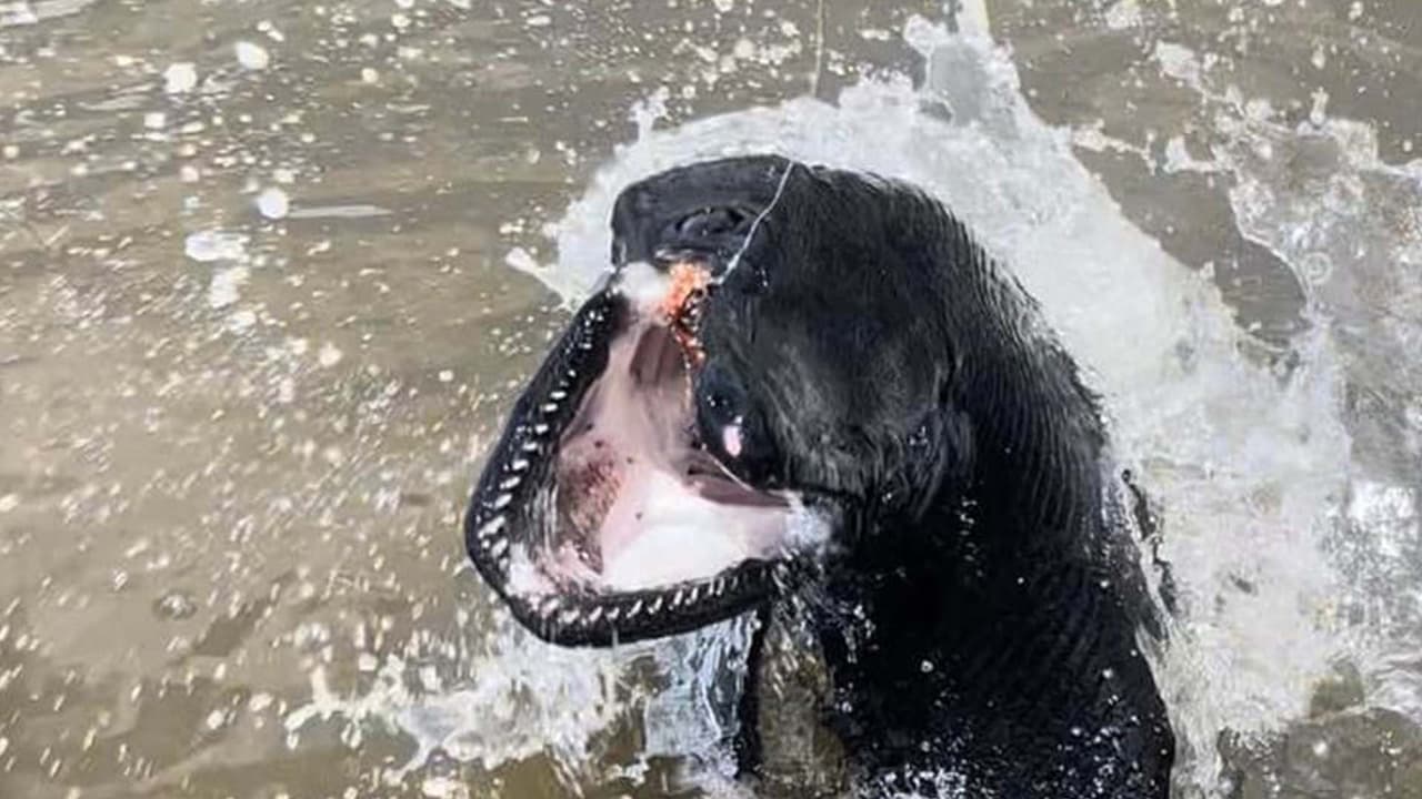 Pese a su tamaño y su presencia, este pez es inofensivo para el ser humano. El pescador tomó las fotos del animal y después lo dejó libre, según la publicación.