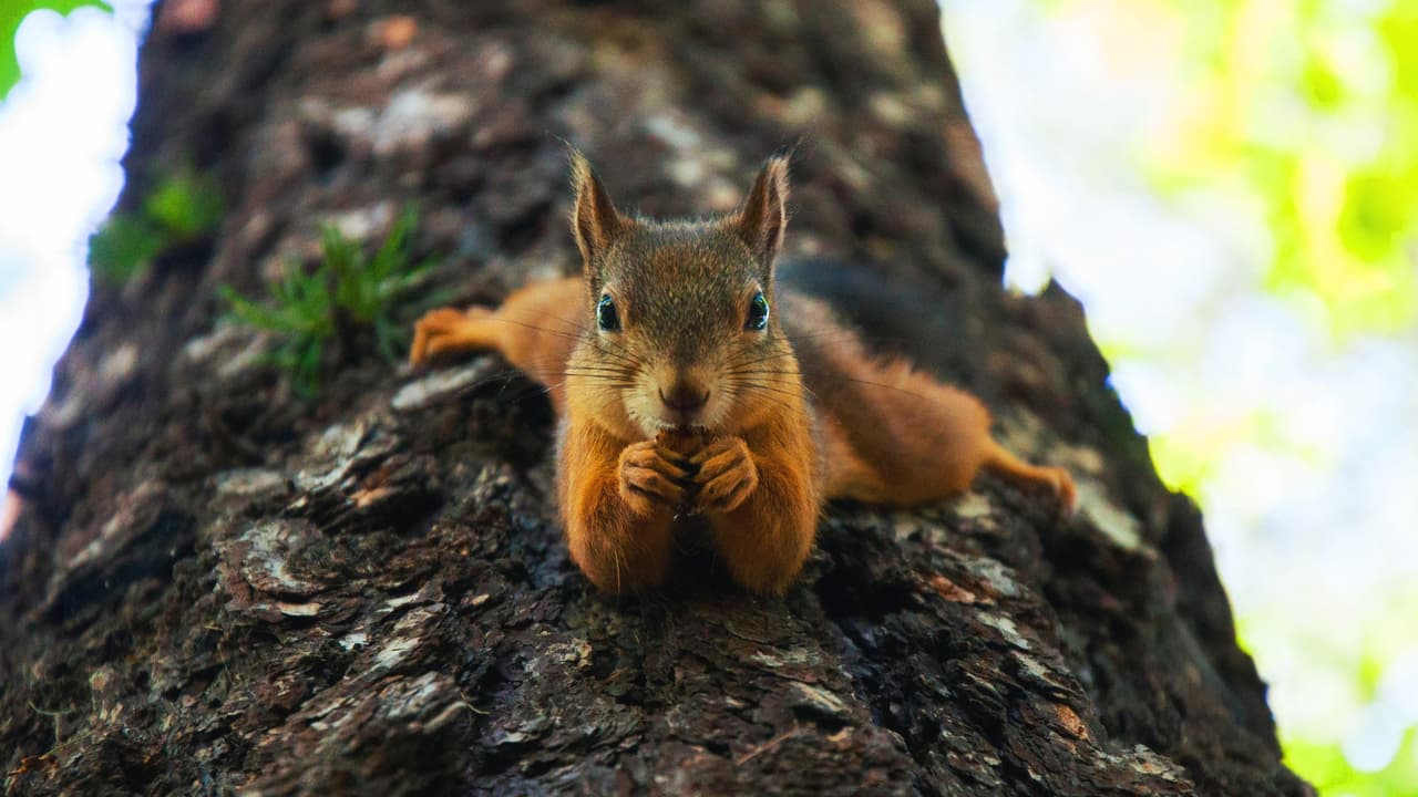 <h3 class="cms-H3-H3">Cuando una ardilla decide mudarse a tu casa</h3> Verlas saltar por el jardín puede ser entretenido,
<b>pero encontrarlas viviendo en el ático es otra historia.</b>
<br>
<br>Texas A&M AgriLife Extension advierte que las ardillas pueden instalar sus nidos
<b> bajo los techos, dañar el aislamiento y roer cables eléctricos. </b>
<br>
<br>También suelen aprovechar la comida que encuentran en los jardines, incluidos los frutos de los árboles
<b>y las semillas que algunas personas dejan para las aves.</b>
<br>
<br>Para evitar problemas, conviene
<b>revisar las aberturas del techo y no dejar alimentos a su alcance. </b>
<br>
<br>Si una ardilla ya entró en la vivienda, lo recomendable es consultar con un especialista antes de cerrar los accesos, pues
<b>podría haber crías adentro.</b>
<br>
<br>En Fort Worth, por ejemplo, el servicio municipal de control animal ya
<b>no recoge ni proporciona trampas para capturar ardillas y otros animales silvestres comunes. </b>
<br>
<br>La ciudad aconseja prevenir su presencia
<b>eliminando las fuentes de comida y los lugares donde puedan refugiarse.</b>