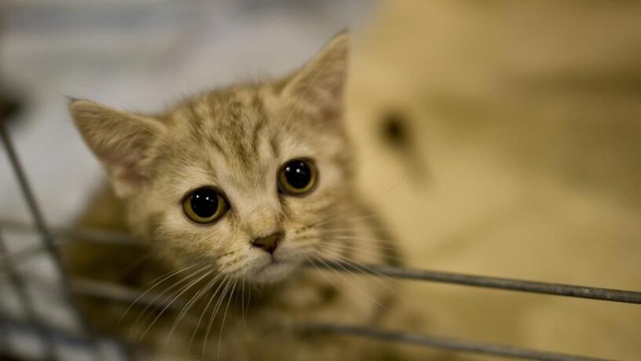 Un automóvil puede alcanzar los 120 grados en sólo minutos; incluso si las ventanas están ligeramente abiertas, el automóvil aún puede alcanzar los 102 grados.