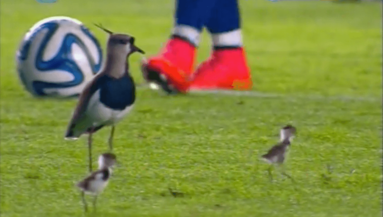 Mientras se disputaba un partido entre el San Lorenzo y el Arsenal en Argentina, el campo fue invadido por unos pequeños teros que detuvieron el partido unos minutos.