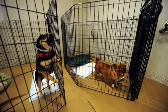 Muchos perros que son vendidos en las tiendas están bajo malas condiciones, sin comida, espacio, cuidados veterinarios o socialización.