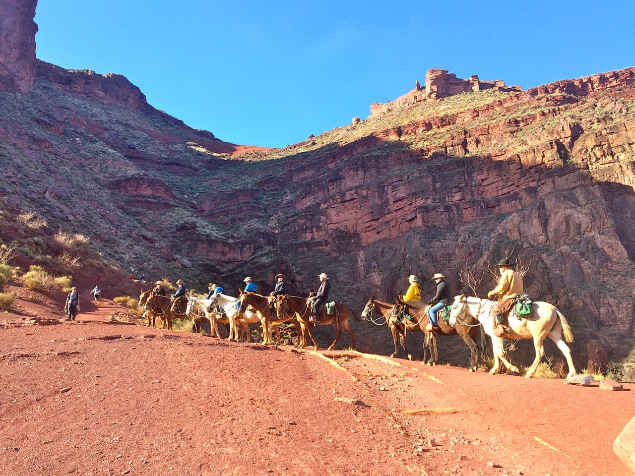 Si no eres de los que quieres sudar esa subida de regreso al tope del Gran Cañón, hay servicio de mulas disponible. Se necesita reservar a través del parque.