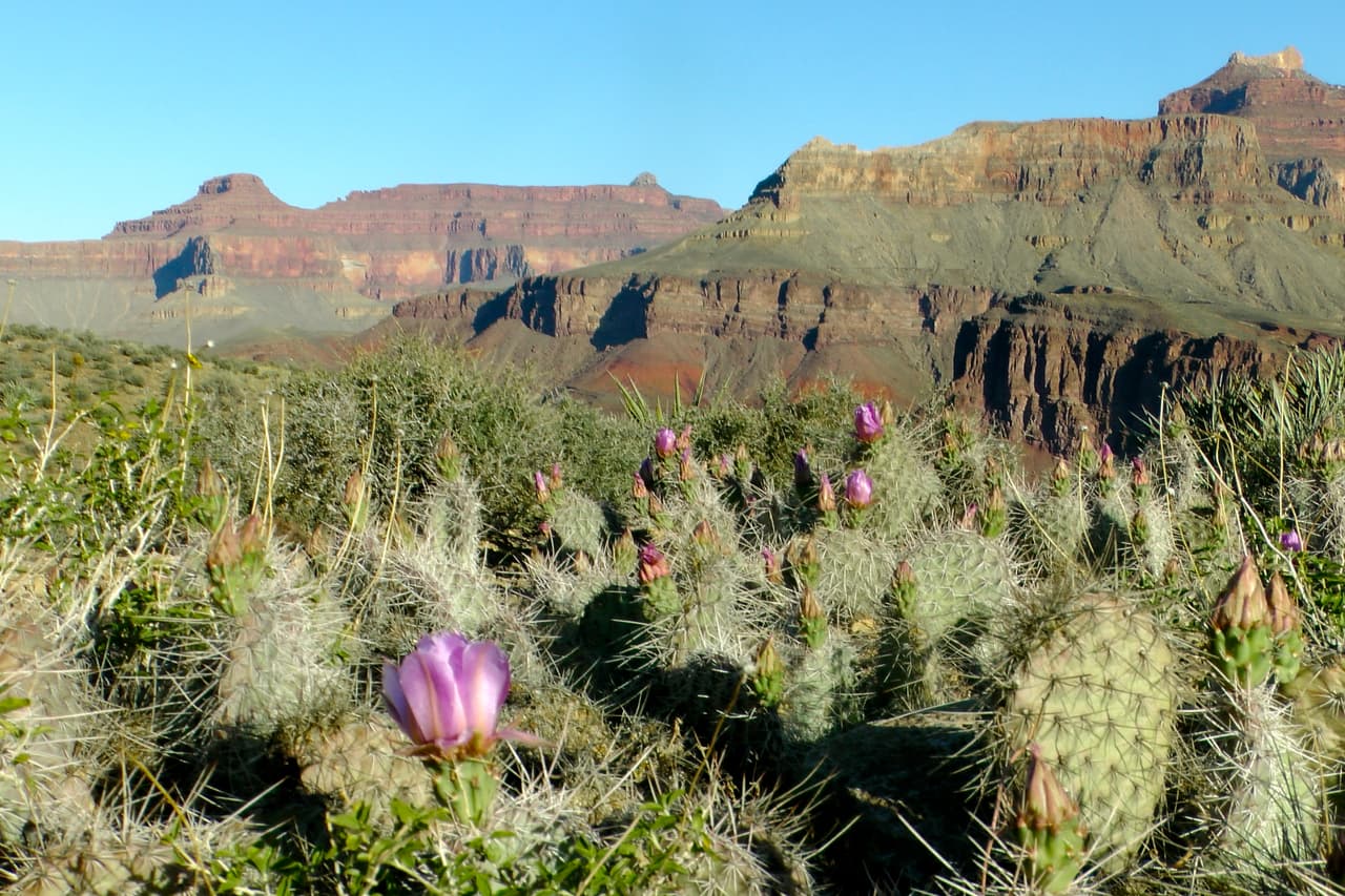 Aunque desde el tope parece árido, la vegetación es variada en diferentes rincones del cañón y en la primavera hay flores por todos lados.