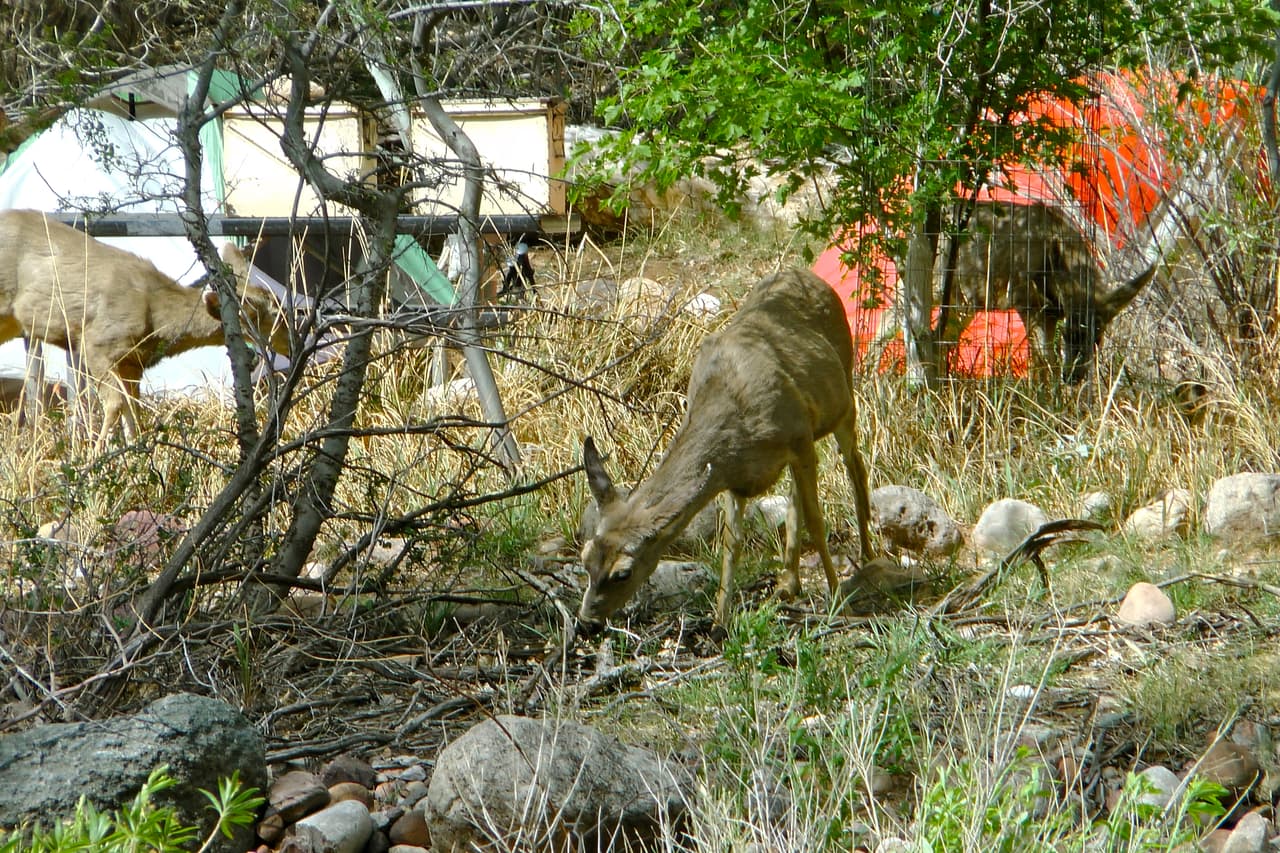 La vida silvestre deambula libre y tranquila cerca de los visitantes. No puede tocarse ni alimentarse.