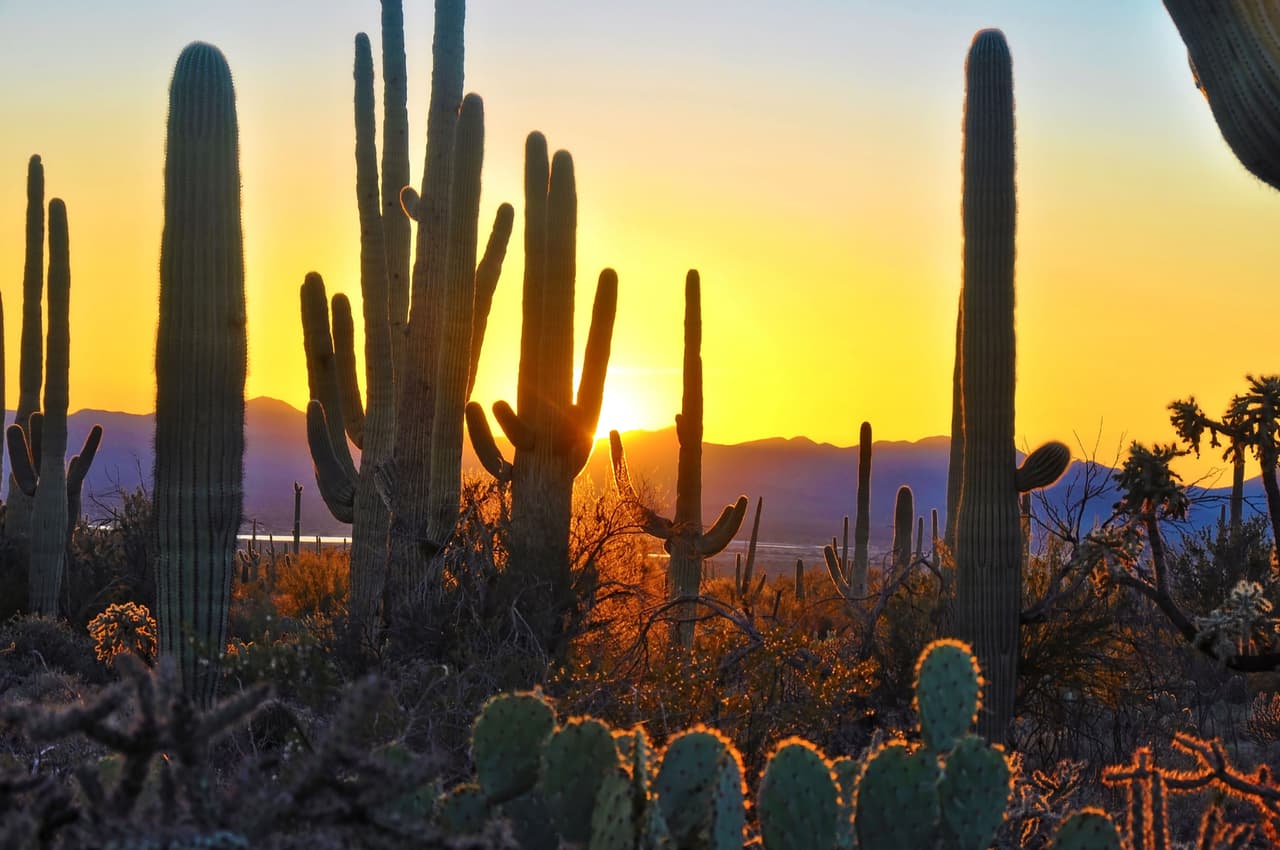 <b>Parque Nacional Saguaro (Arizona, Estados Unidos)</b>
<br>
<br>Este parque cerca de Tucson alberga casi 2 millones de cactus y durante décadas sus visitantes se han deleitado con sus rutas de senderismo, sitios arqueológicos y paisajes.
<br>
<br>Para ayudar a mitigar los nuevos e inusuales incendios forestales causados por el cambio climático, el parque lanzó un programa para erradicar una hierba invasora que es resistente a la sequía y aviva los fuegos. El parque también organiza equipos de voluntarios que pasan horas desenterrando y eliminando estas peligrosas plantas.
<br>