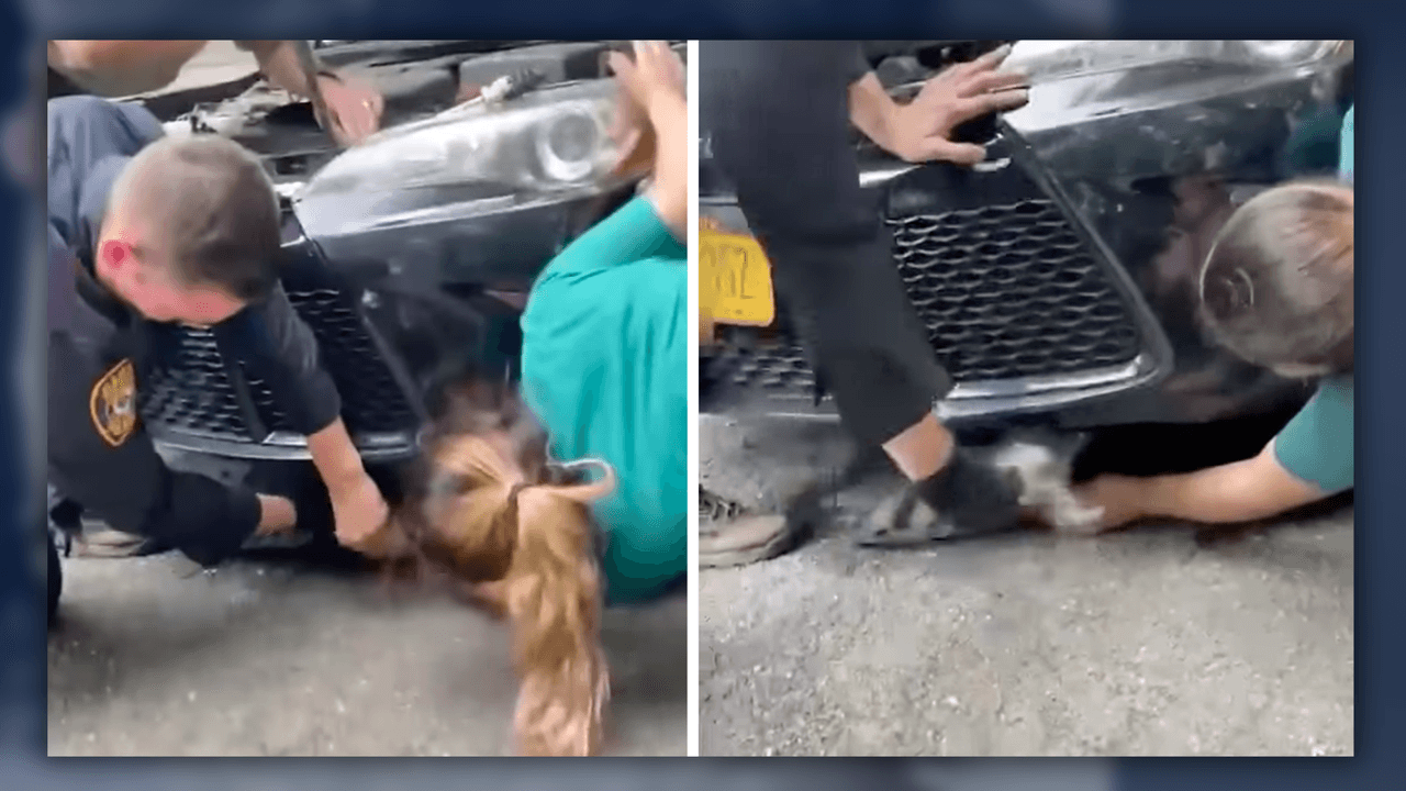 "¡Héroes!": Policía de Nueva York rescata a un gatito atrapado en el motor de un carro 