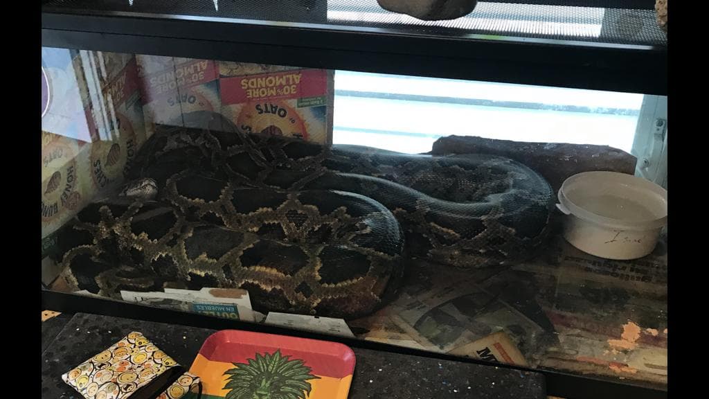 Le ocupan culebras a hombre que mantenía punto de drogas en Ponce