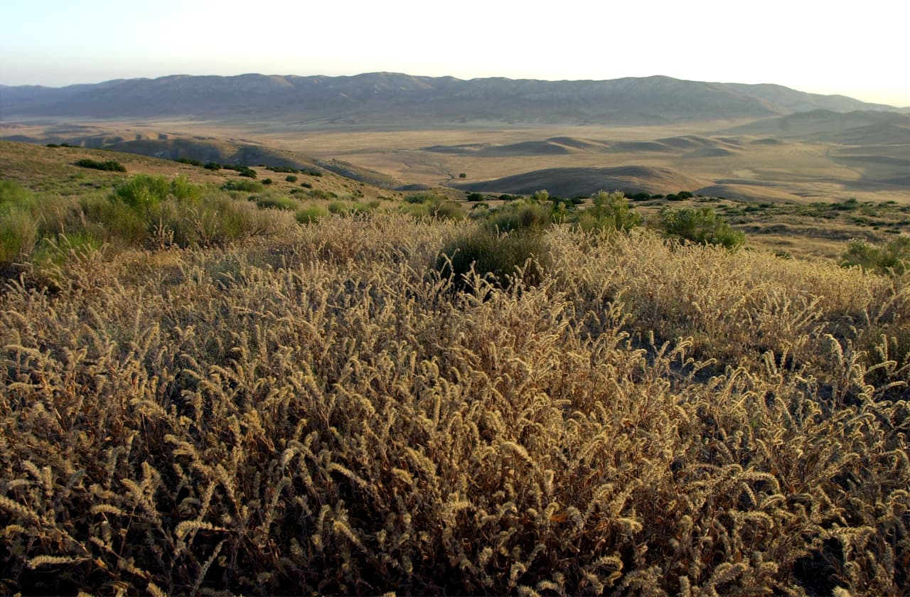 The Carrizo Plain es el hogar de una vasta diversidad de fauna y flora, desafortunadamente muchas de ellas en peligro de extinción.