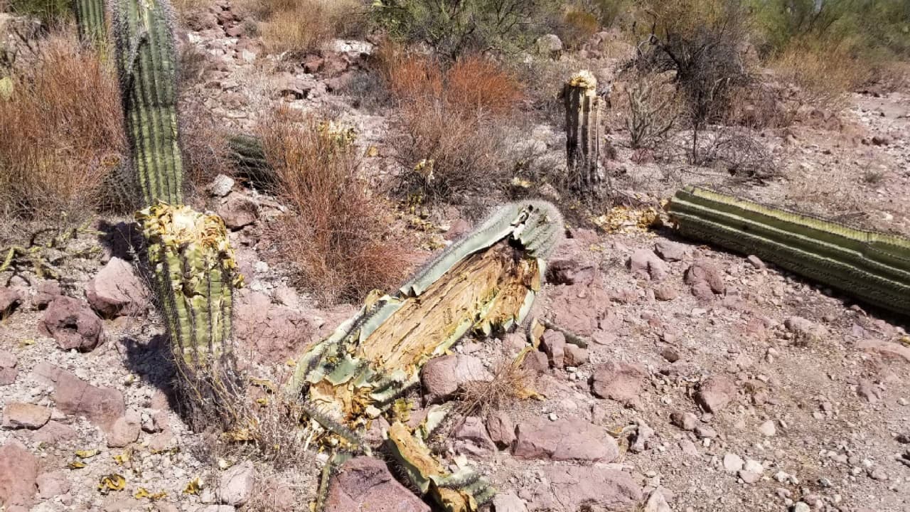 Los guardabosques encontraron a ocho saguaros con una altura de entre 1 y 10 pies destruidos. Se cree que el daño ocurrió alrededor del 3 de octubre.
<br>