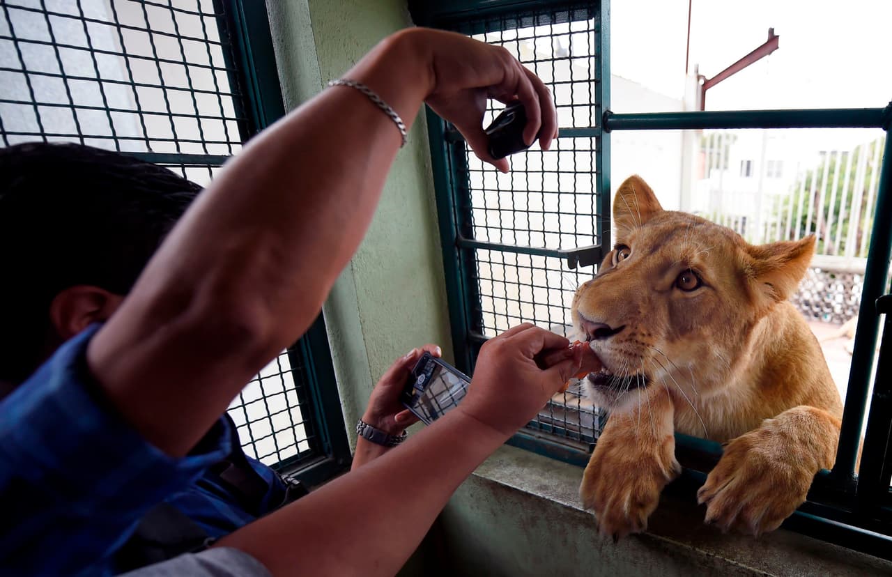 Rodríguez no dio detalles sobre el camino que recorrieron los animales hasta llegar a su casa de clase media en Ciudad de México. Dice que los compró y que uno de ellos llegó sin garras.