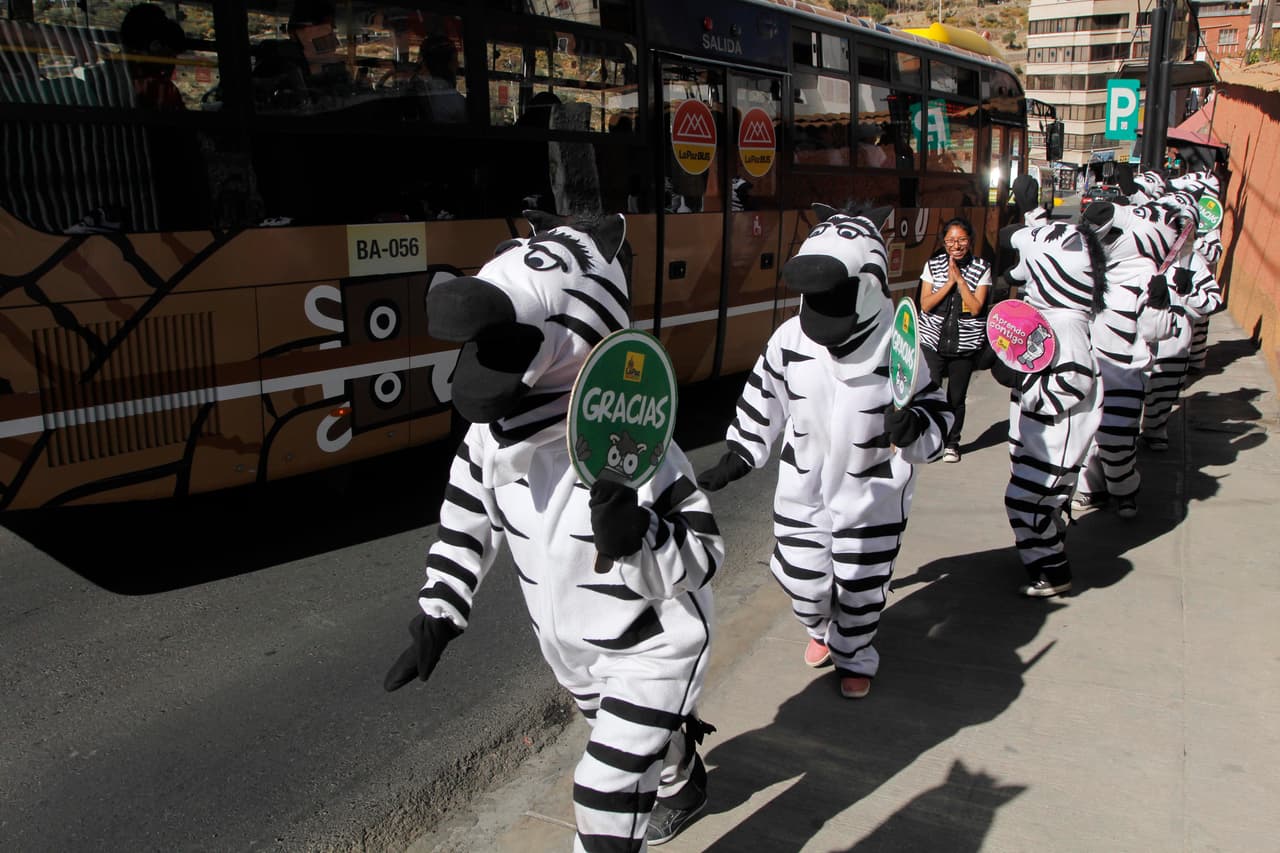 Las cebras caminando en "manada" por La Paz.