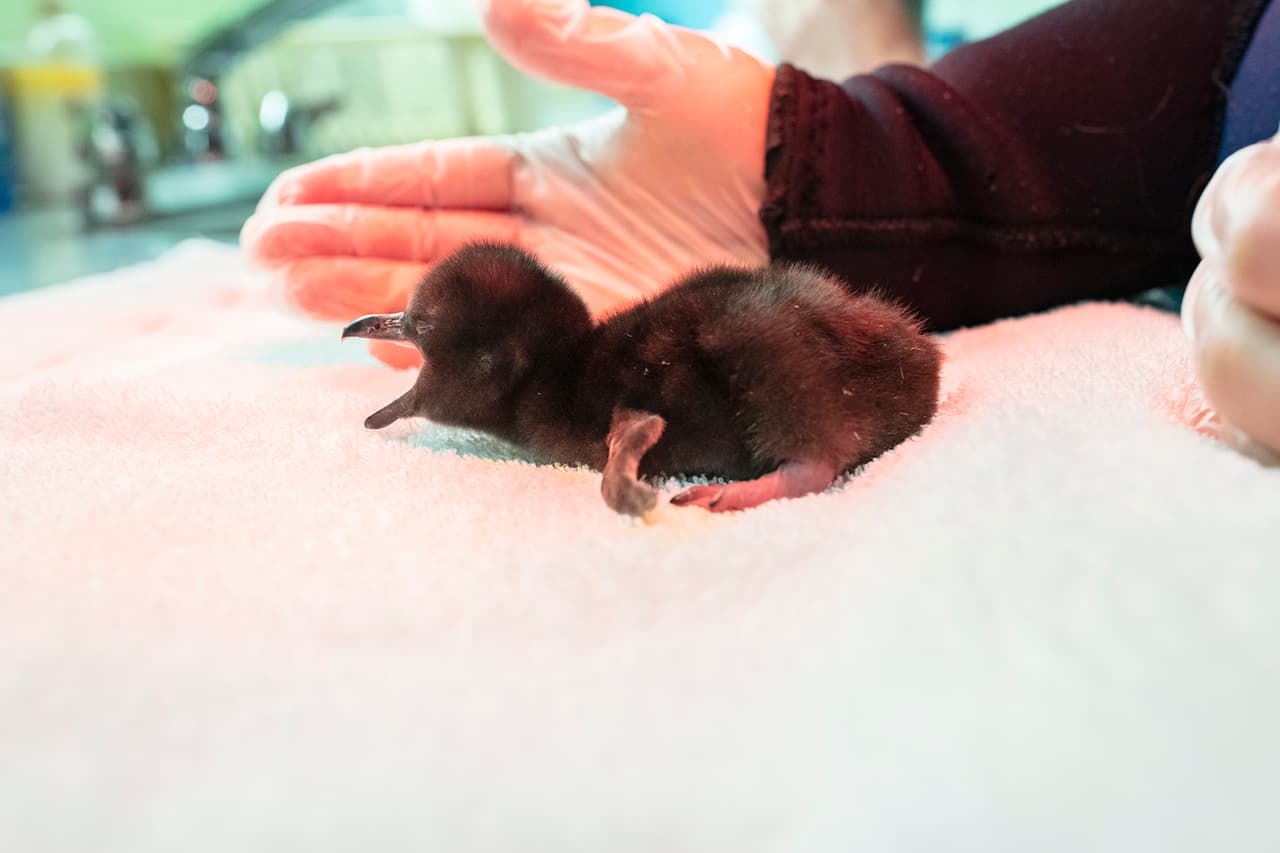 "Hacer que un polluelo nazca con éxito de su huevo es solo el primero de muchos hitos que buscamos en estas primeras semanas, pero nuestro equipo es cautelosamente optimista", dijo Lana González, gerente de pingüinos y nutrias marinas. 
<br>