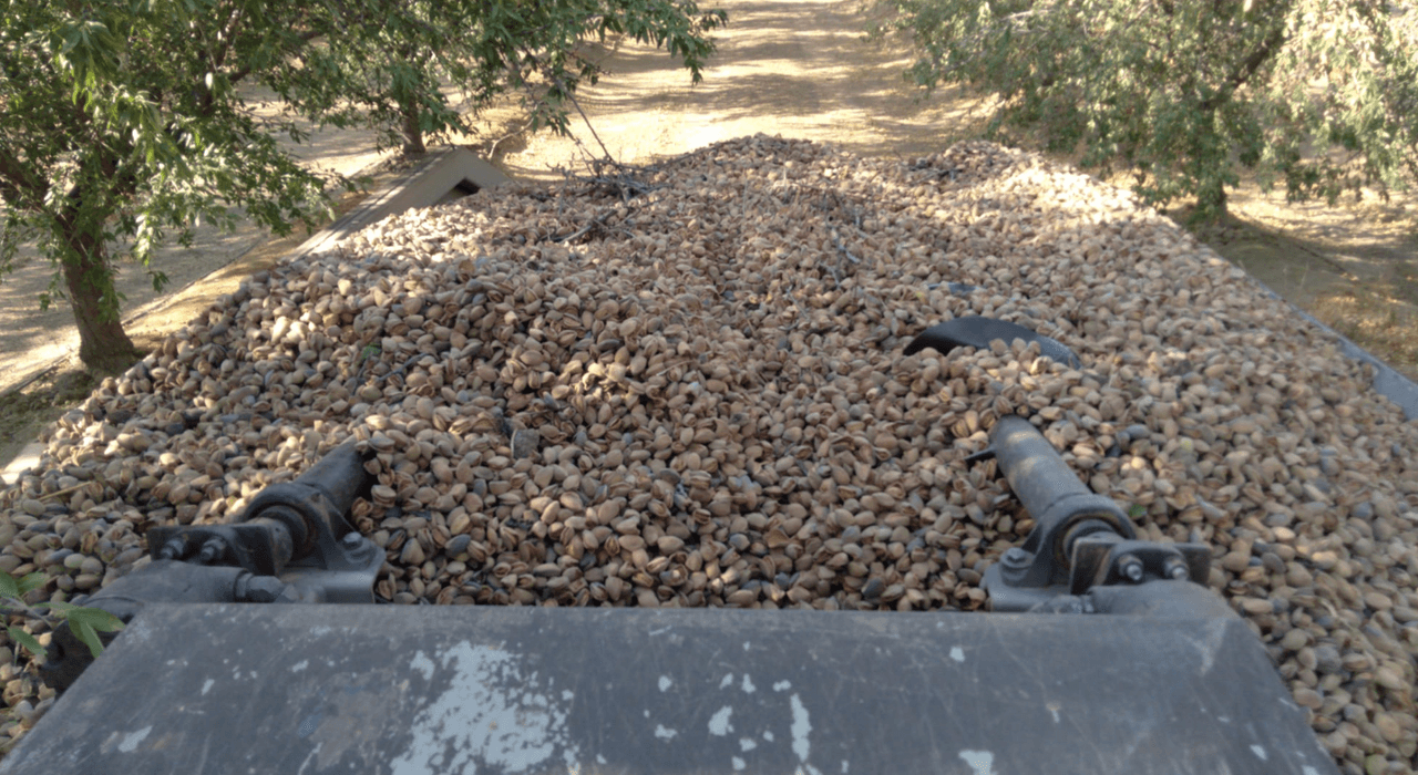 Compartida por Armando Sicaarios Jz que muestra la cosecha de almendra.