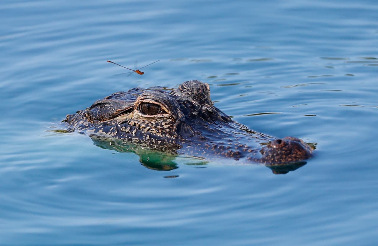 Un caimán en pleno Chicago moviliza a las autoridades que no saben cómo llegó a una laguna de la ciudad