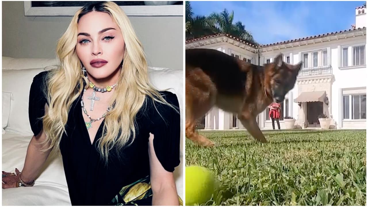 Este perro tiene más dinero que muchos famosos y pide millones por una mansión que heredó (fue de Madonna)