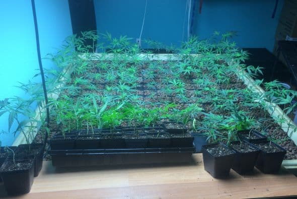 La Policía de Austin desmanteló este martes una casa al sur de Austin en donde fueron encontradas más de 400 plantas de marihuana. La residencia se ubicaba en el número 3702 de la calle Alexandria Drive entre las calles William Cannon Drive y Davis Lane.