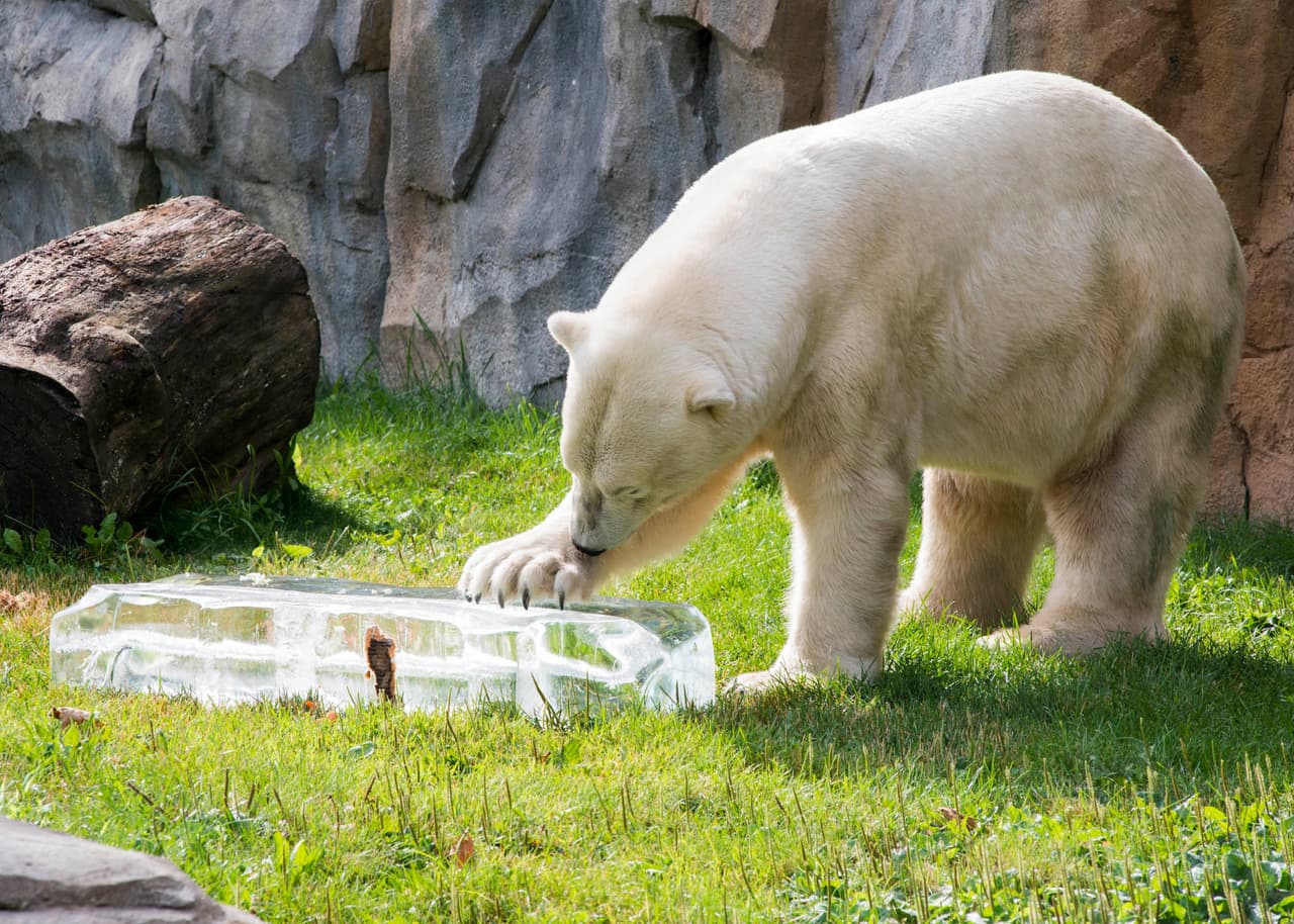 Y les ha dado un muy fresco refrigerio.