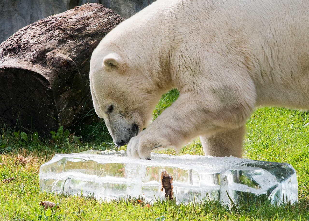 No sólo las mascotas del hogar deben recibir cuidados especiales ante el calor extremo que se siente en Chicago.