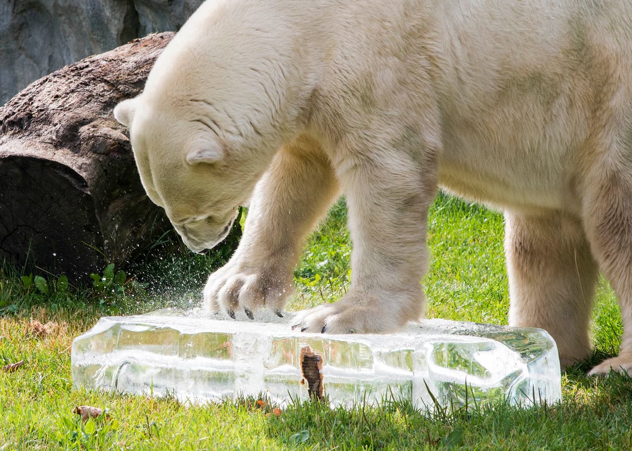 Este viernes, personal del cuidado de los animales del zoológico les dio algunos alimentos muy, pero muy fríos. Acompañados con una gran dotación de hielo.