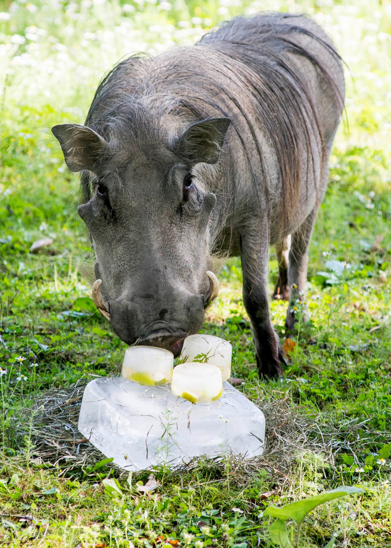 El fin de semana se espera caluroso y el sábado podría haber posibles tormentas, pero no se espera sensación térmica arriba de los 100 grados.