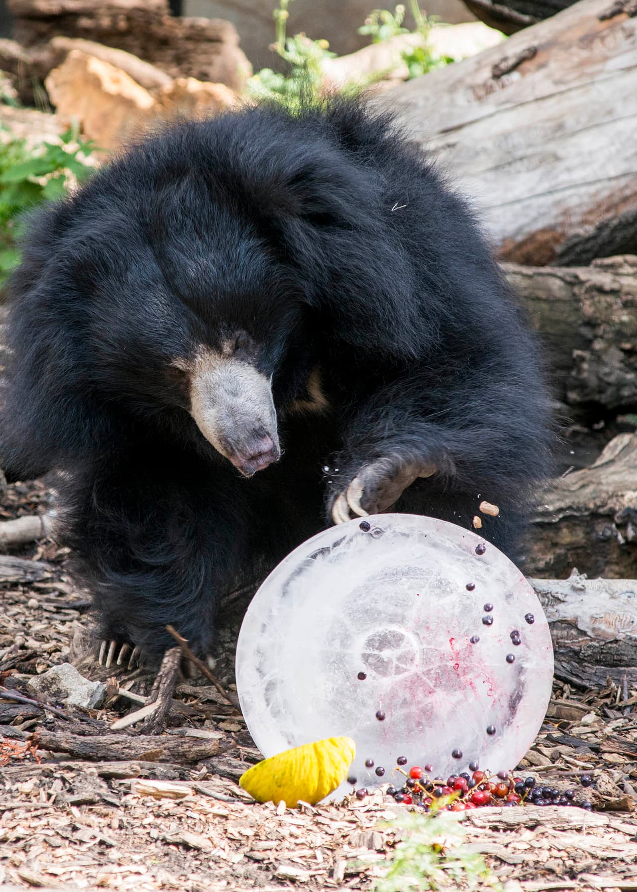 A los osos y a los felinos les han dado acceso a sus habitaciones interiores para que entren y salgan, si así lo desean a fin de protegerse del sol.