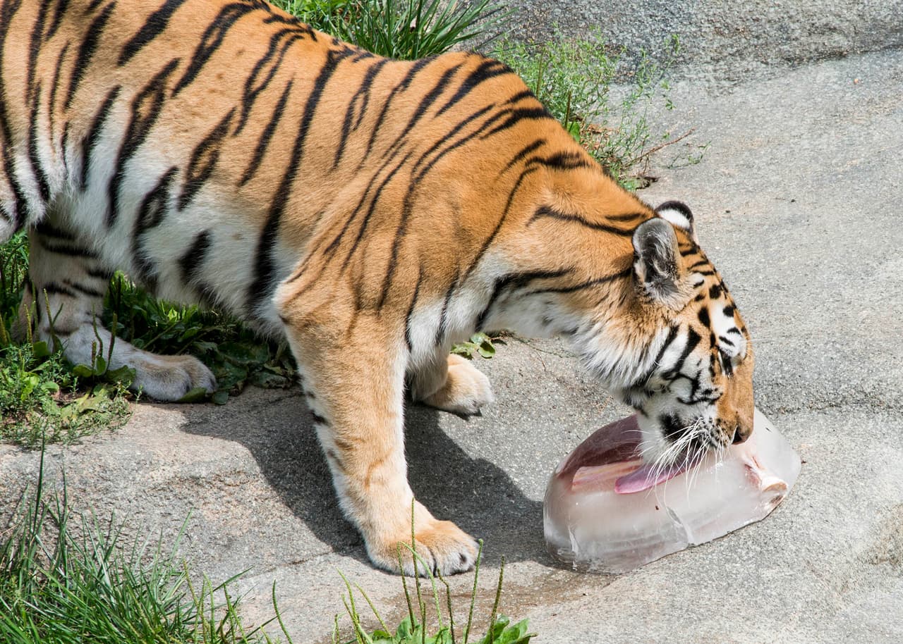 Además, para los animales que pasan mucho tiempo al aire libre pusieron rociadores de agua para que puedan refrescarse.