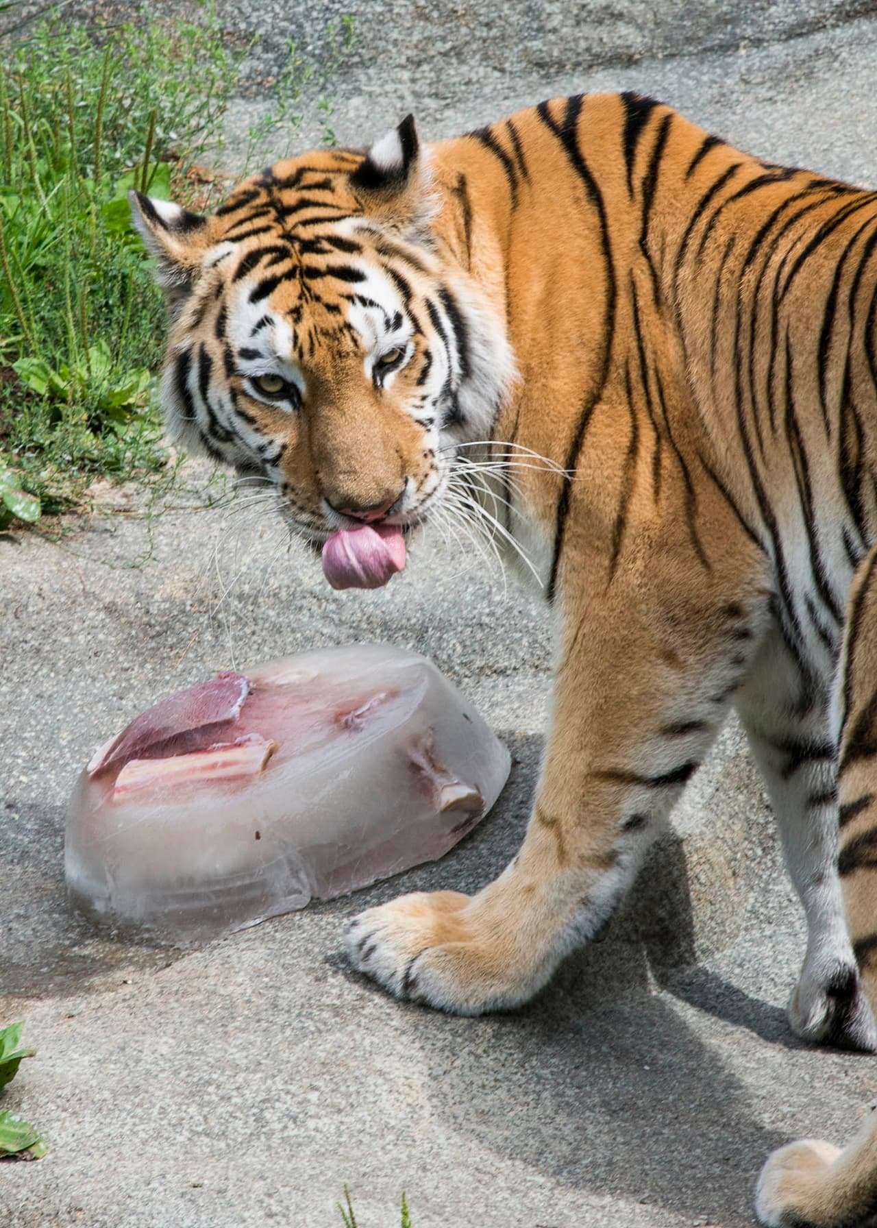 Muchos de ellos eran frutas y verduras, pero otros tenían huesos y carne dependiendo de la especie.