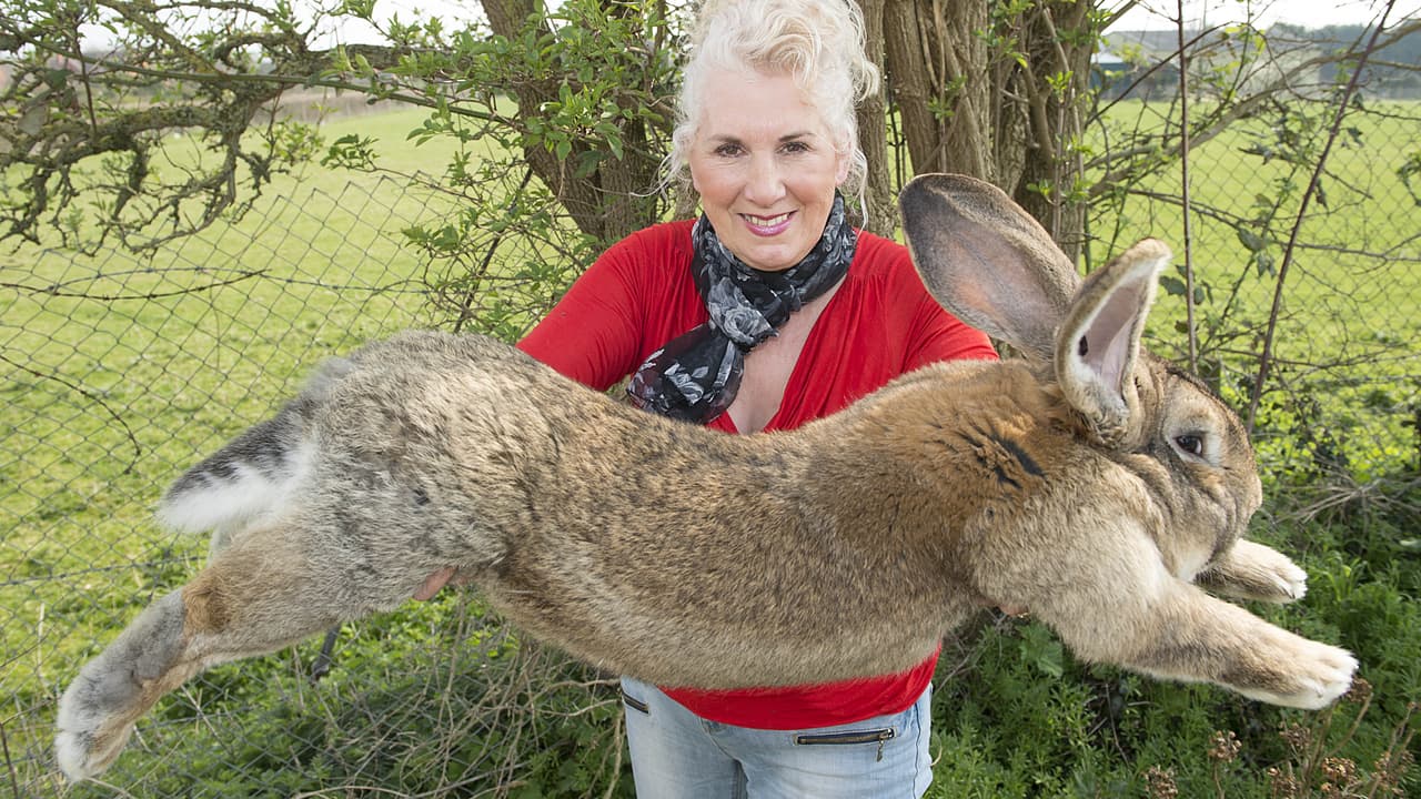 Se roban del patio de su casa al viejo Darius, el conejo más grande del mundo según el libro de récords Guinness